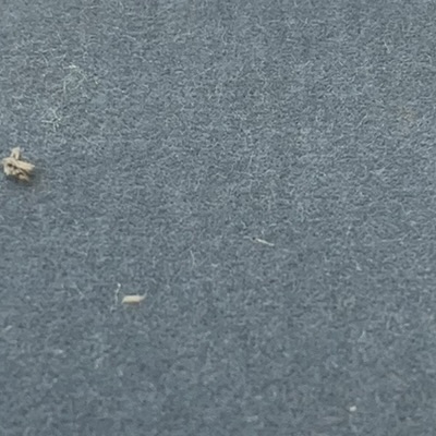 American Silk Mills Giorgio Wedgewood