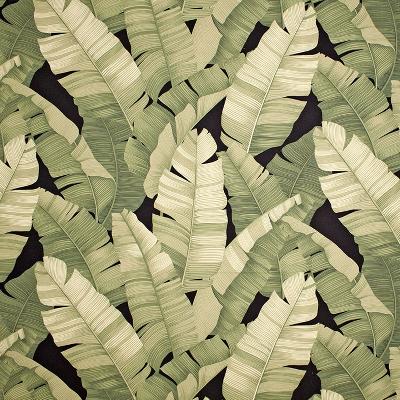 Big Kahuna Manele Black Olive