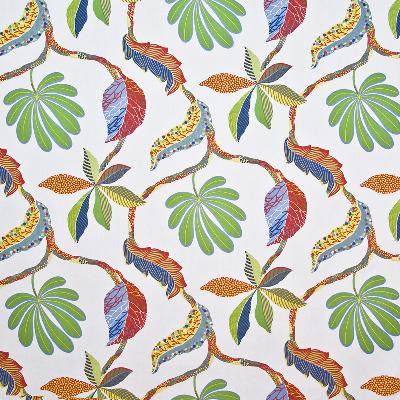 Kasmir Caspiana Primary