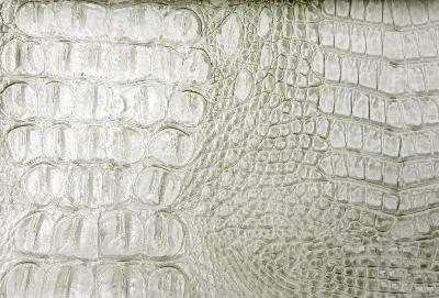 Mitchell Group Allie Steel