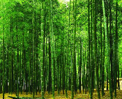 Washington Wallcoverings DS8011 Bamboo Plantation 