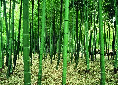 Washington Wallcoverings DS8031 Bamboo Forest 