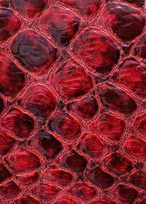 Novel Valkenburg Russo