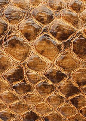 Novel Valkenburg Camel