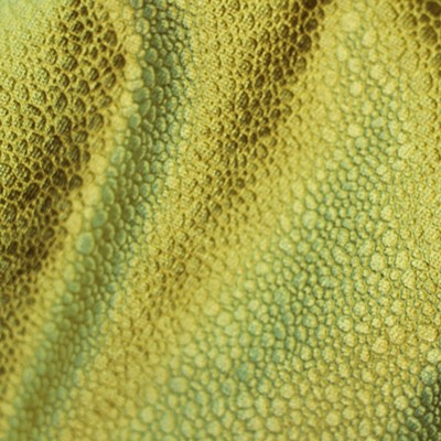 Novel WILEEN LEMONADE