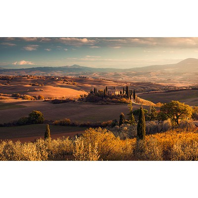 Wall Pops Toskanagold Wall Mural Multicolor