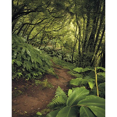 Wall Pops The Path Wall Mural Greens