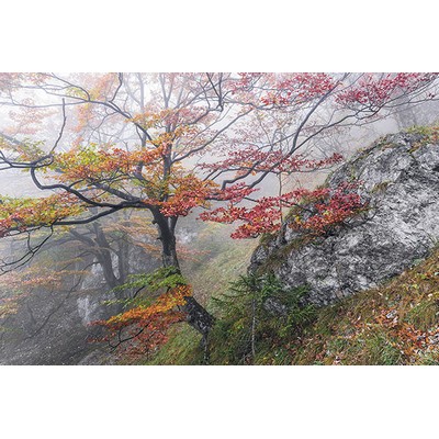 Wall Pops Euphoria Wall Mural Multicolor