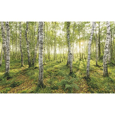 Wall Pops Birch Trees Wall Mural Greens