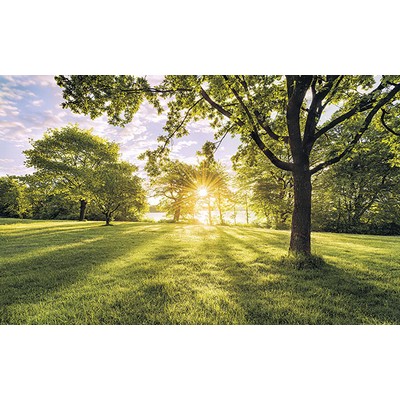 Wall Pops Golden Moment Wall Mural Greens