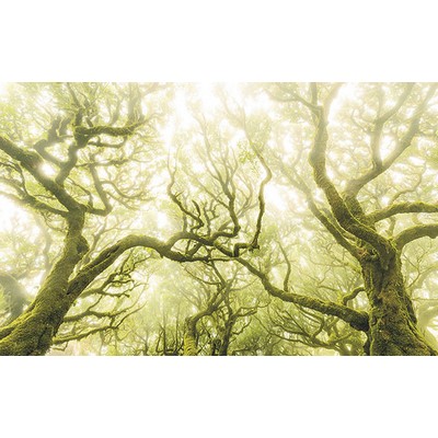 Wall Pops Green Fire Wall Mural Greens