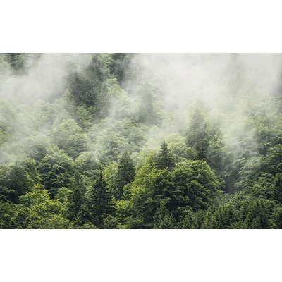 Wall Pops Forest Land Wall Mural Greens