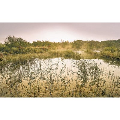 Wall Pops Glowing Pond Wall Mural Multicolor