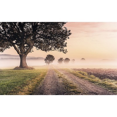 Wall Pops Misty Morning Wall Mural Multicolor