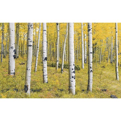 Wall Pops Birch Tree Forest Wall Mural Multicolor