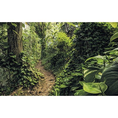 Wall Pops Path of Dreams Wall Mural Greens