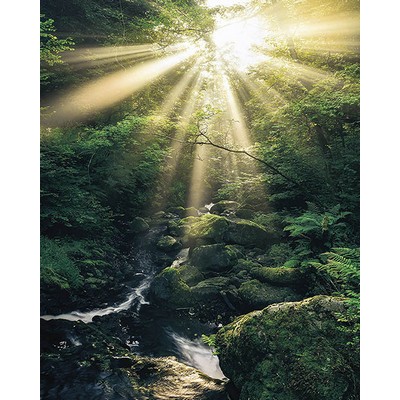 Wall Pops Jungle Sunrise Wall Mural Greens