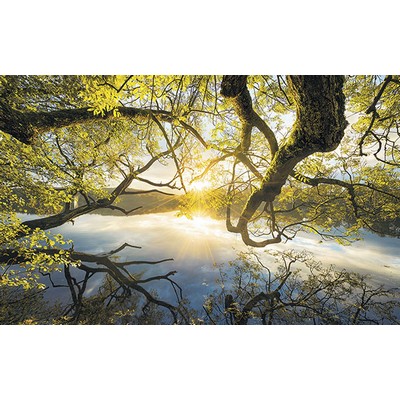 Wall Pops Golden Embrace Wall Mural Multicolor