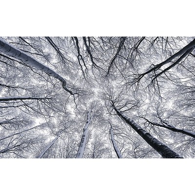 Wall Pops Frosty Tree Top Wall Mural Greys