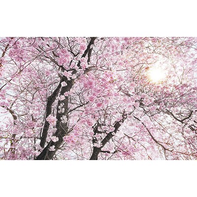 Wall Pops Cherry Blossom Wall Mural Pinks