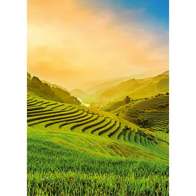 Wall Pops Terraced Rice Field In Vietnam Wall Mural Multicolor