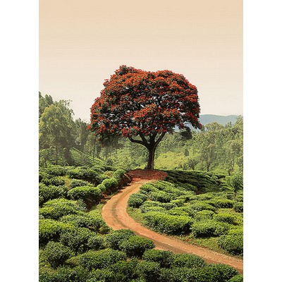 Wall Pops Red Tree And Hills In Sri Lanka Wall Mural Greens