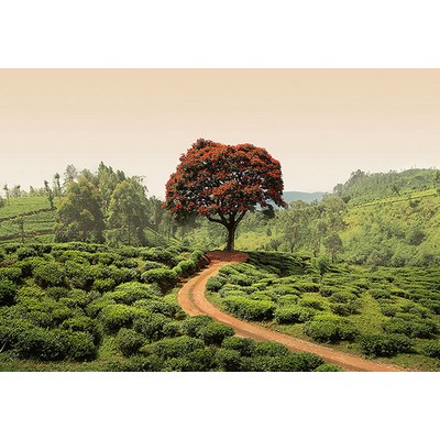 Wall Pops Red Tree And Hills In Sri Lanka Wall Mural Greens