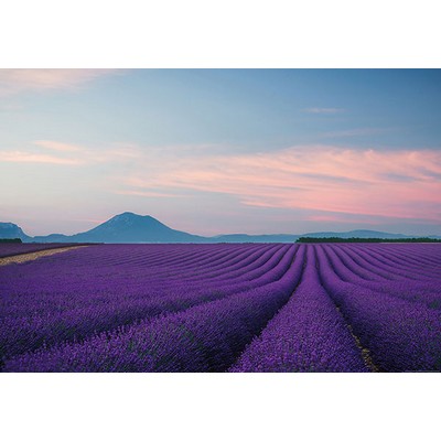 Wall Pops Provence France Wall Mural Purples