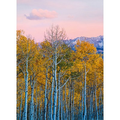 Wall Pops Birch Trees in Fall Wall Mural Multicolor