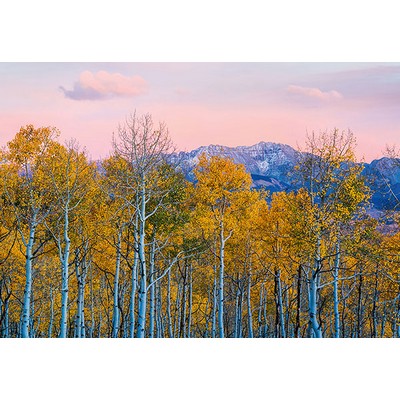 Wall Pops Birch Trees in Fall Wall Mural Multicolor