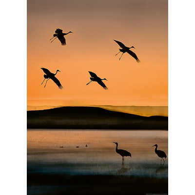 Wall Pops Birds At Sunset Wall Mural Oranges