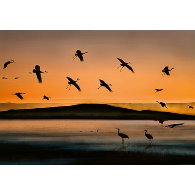 Wall Pops Birds At Sunset Wall Mural Oranges