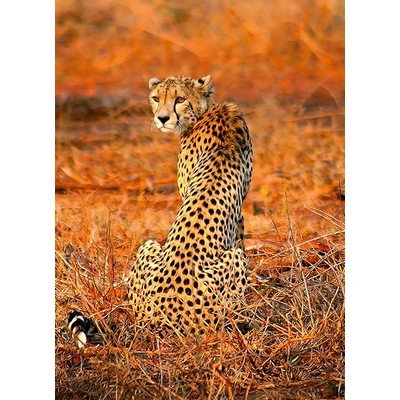 Wall Pops Leopard Safari Wall Mural Oranges