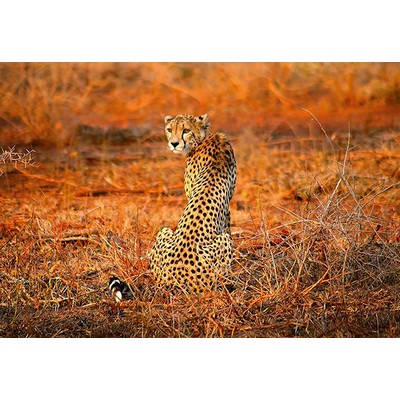 Wall Pops Leopard Safari Wall Mural Oranges