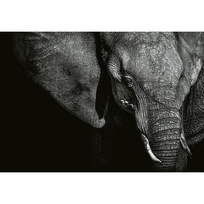 Wall Pops Beautiful Elephant Wall Mural Blacks