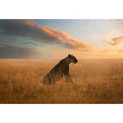 Wall Pops Lioness Wall Mural Multicolor