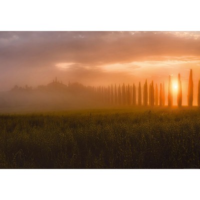 Wall Pops Tuscany Sun Rising Wall Mural Oranges