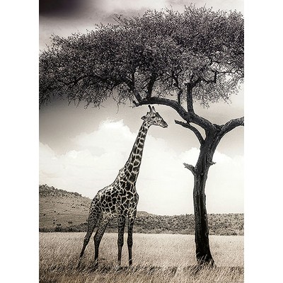 Wall Pops Giraffe Safari Wall Mural Greys