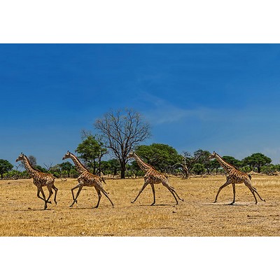 Wall Pops Running Giraffes Wall Mural Multicolor