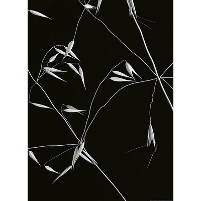 Wall Pops Abstract Floral Wall Mural Blacks