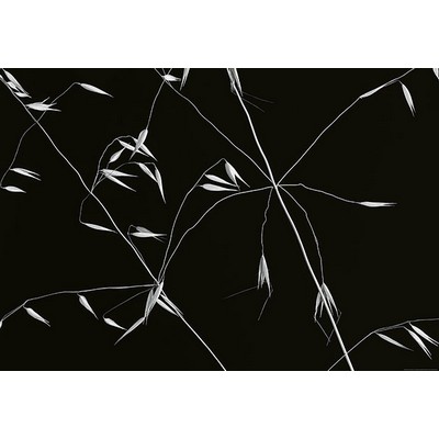 Wall Pops Abstract Floral Wall Mural Blacks