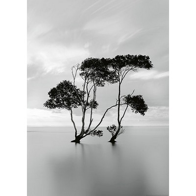 Wall Pops Trees In The Still Water Wall Mural Greys