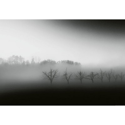 Wall Pops Foggy Landscape Wall Mural Greys