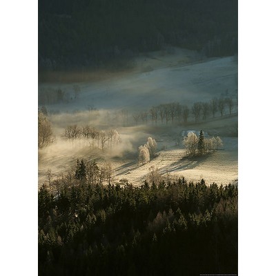 Wall Pops Frosty Forest With Dew Wall Mural Multicolor