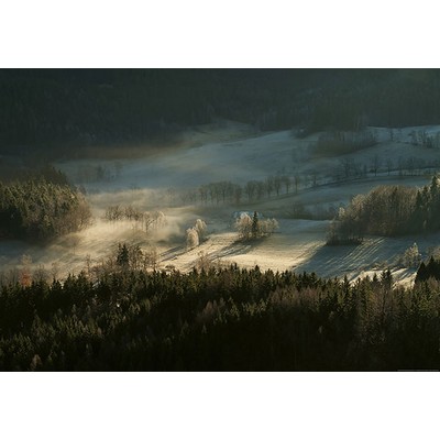 Wall Pops Frosty Forest With Dew Wall Mural Multicolor