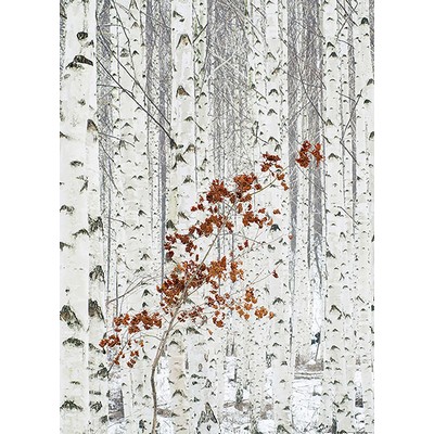 Wall Pops White Birch Forest Wall Mural Whites & Off-Whites