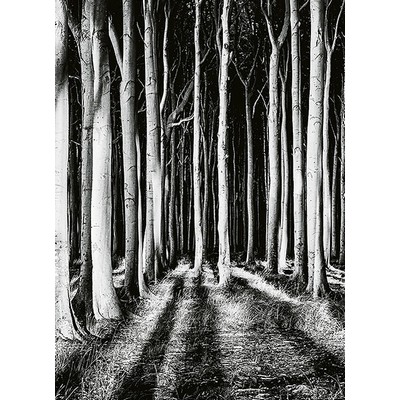 Wall Pops Ghost Forest Wall Mural Blacks