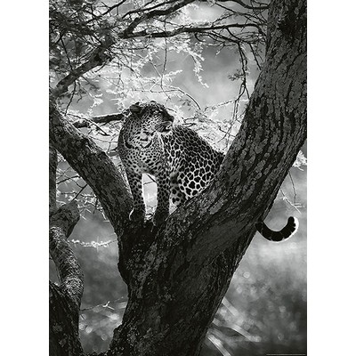 Wall Pops Leopard On Tree Wall Mural Greys