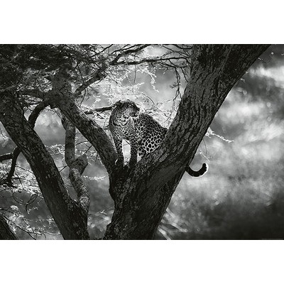 Wall Pops Leopard On Tree Wall Mural Greys