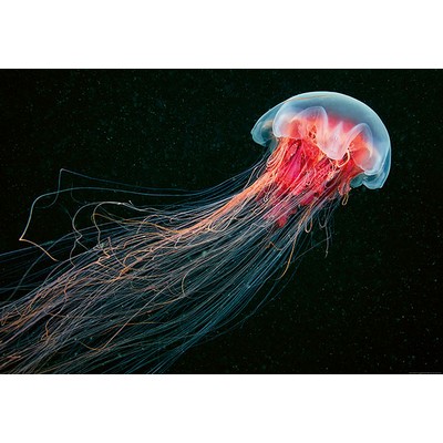 Wall Pops Blue and Pink Jellyfish Wall Mural Multicolor